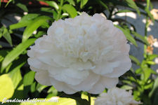 Camellia White